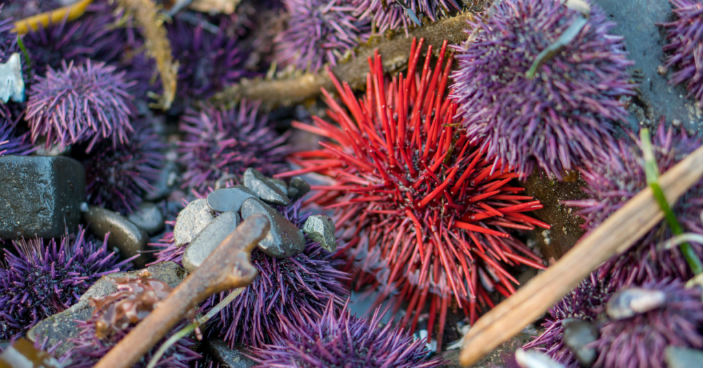 Sea Urchin 
