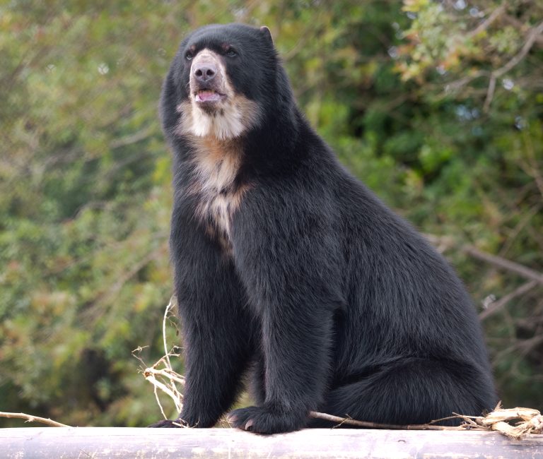 The Andean Anchor: Evaluating the Strategy Behind the Spectacled Bear’s Survival