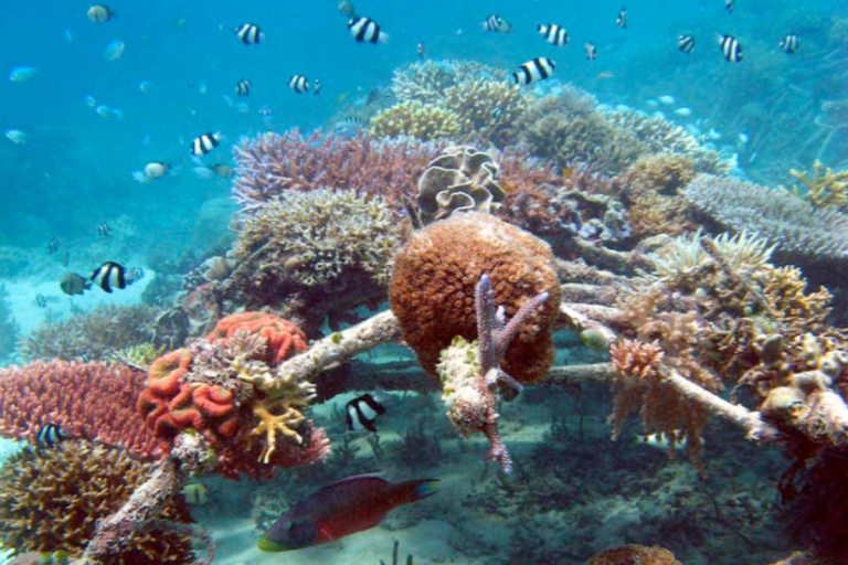 The Current of Life: How Karang Lestari is Deploying Low-Voltage Electrification to Resuscitate Pemuteran Bay’s Coral Reefs