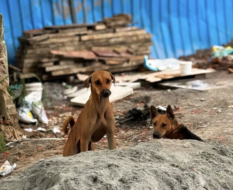 No Dog Forgotten